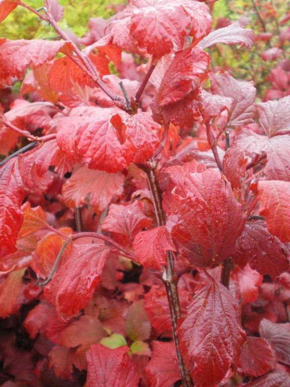 Viburnum opulus 'Roseum' Viburnum opulus 'Roseum'