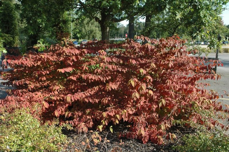Viburnum plicatum f. tomentosum 'Mariesii' Viburnum plicatum f. tomentosum 'Mariesii'