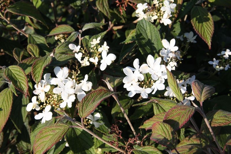 Viburnum plicatum 'Watanabe' Viburnum plicatum 'Watanabe'