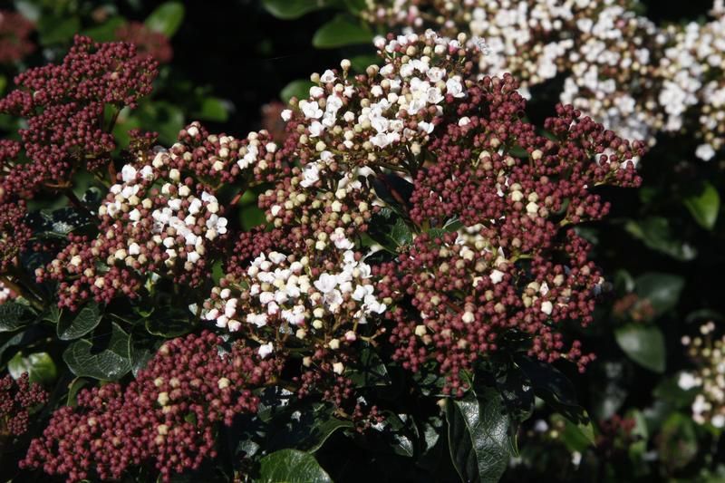 Viburnum tinus 'Eve Price' Viburnum tinus 'Eve Price'