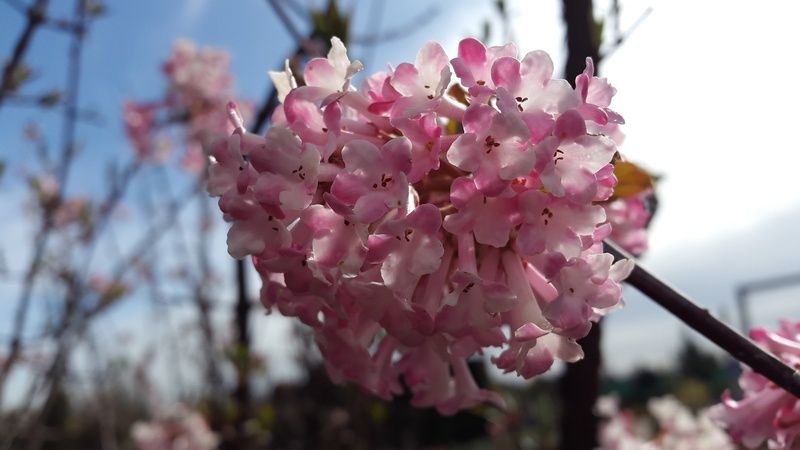 Viburnum x bodnantense 'Dawn' Viburnum x bodnantense 'Dawn'