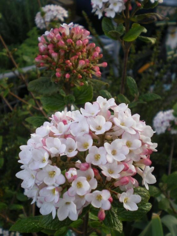 Viburnum x burkwoodii 'Anne Russell' Viburnum x burkwoodii 'Anne Russell'
