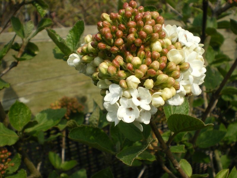 Viburnum x carlcephalum Viburnum x carlcephalum
