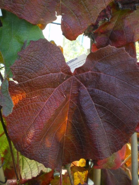 Vitis coignetiae Vitis coignetiae