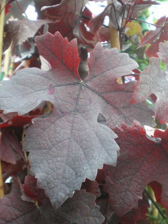 Vitis vinifera 'Purpurea' Vitis vinifera 'Purpurea'