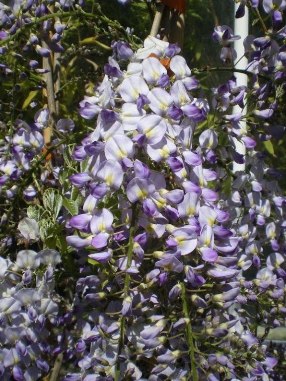 Wisteria floribunda 'Domino'synonyms - Wisteria floribunda 'Domino'synonyms -