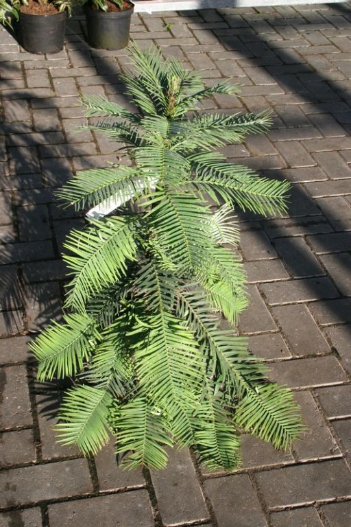 Wollemia nobilis Wollemia nobilis