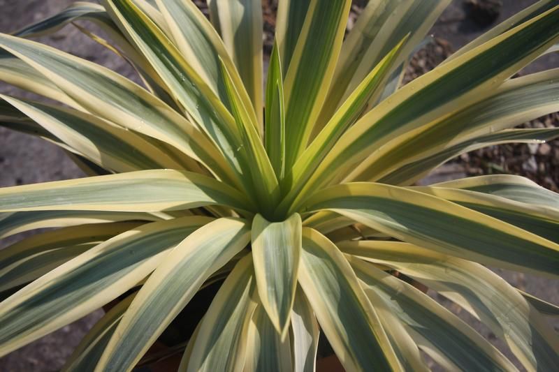 Yucca gloriosa 'Bright Star' Yucca gloriosa 'Bright Star'