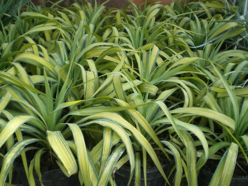 Yucca recurvifolia 'Banana Split' Yucca recurvifolia 'Banana Split'