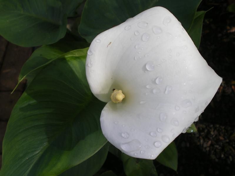 Zantedeschia aethiopica 'Crowborough' Zantedeschia aethiopica 'Crowborough'