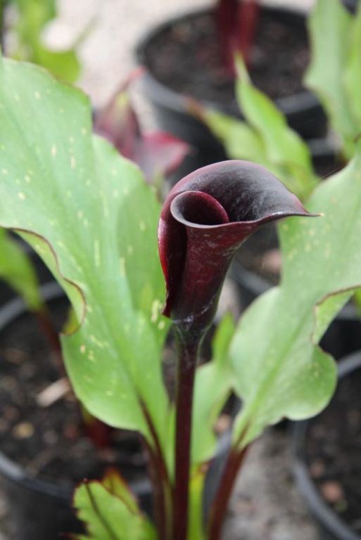 Zantedeschia 'Black Star' Zantedeschia 'Black Star'