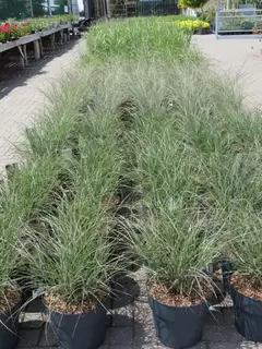 10L Grasses now in