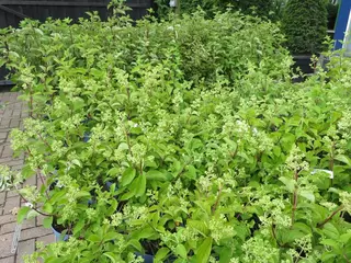 10L Hydrangea paniculata choices