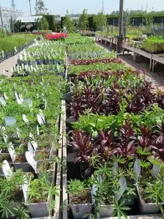 1L Herbaceous options