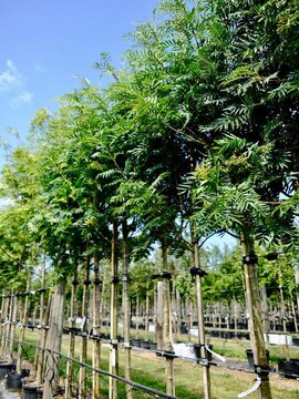 20% OFF SELECTED TREES