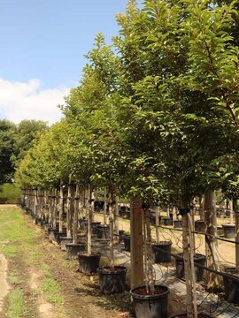 20% OFF SELECTED TREES JUST 2 DAYS REMAINING