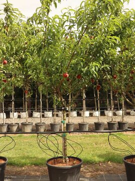 20% OFF SELECTED TREES.  OFFER ENDS SOON