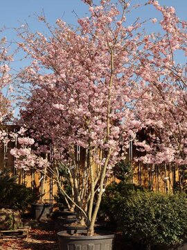 20%  OFF SELECTED TREES
