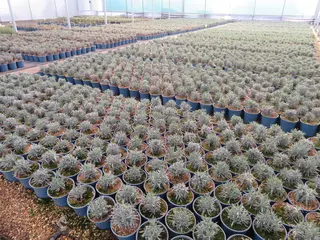 Production plants going from strength to strength