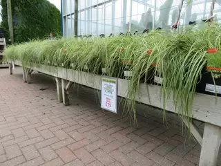 5L Carex Evergold Special Offer