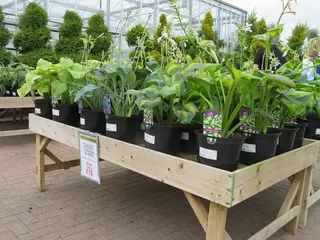 5L Hosta Special Offer – good enough to eat with those names!