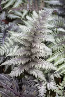7.7.5L Deciduous and semi-evergreen ferns