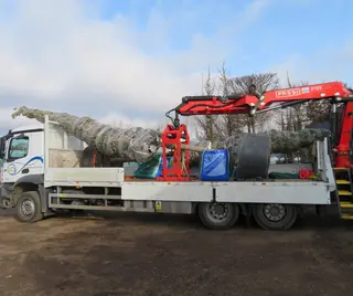 7m Magnolia grandiflora 'Galissonniere'