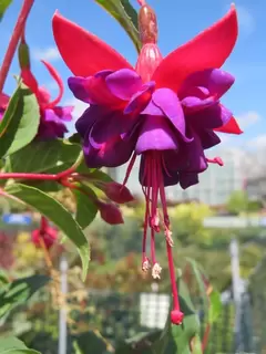 A Flurry of Fuchsia