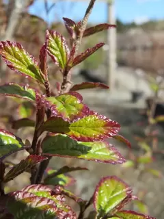 A right delight. Parrotia persica Persian Spire