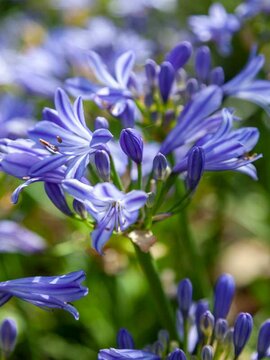 A World of Agapanthus – Discover the Perfect Variety for Every Project