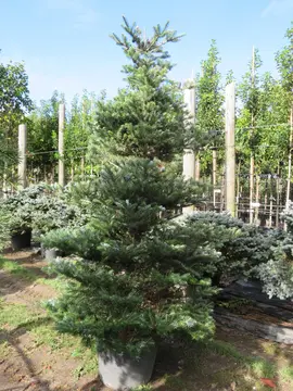 Abies koreana