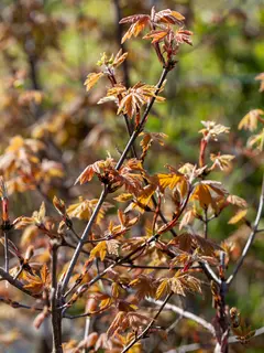 Acer griseum