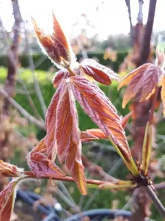 Acer griseum.  A tree for all seasons