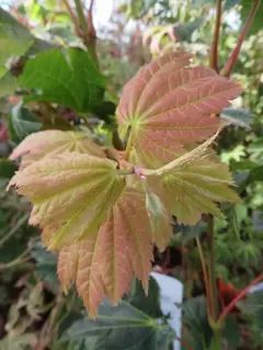 Acer japonicum ‘Vitifolium’