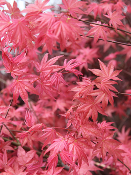 Acer palmatum ‘Deshojo’