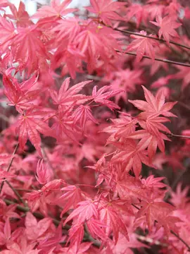 Acer palmatum 'Deshojo' - trees for small gardens