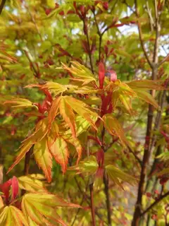 Acer palmatum ‘Orange Dream’