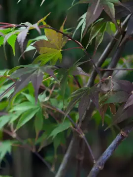 Acer palmatum ‘Osakazuki’