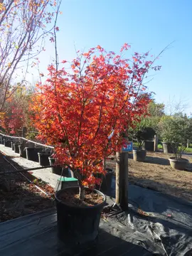 Acer palmatum ‘Osakazuki’