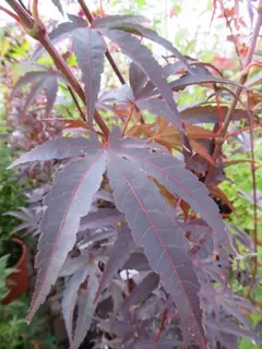 Acer palmatum ‘Pixie’