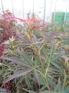 Acer palmatum ‘Red Pygmy’