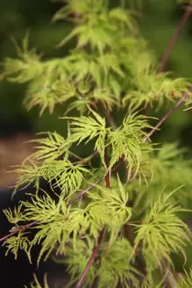 Acer palmtum dissectum ‘Emerald Lace’