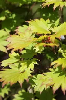 Acer shirasawanum ‘Aureum’
