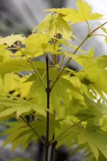 Acer shirasawanum ‘Jordan’