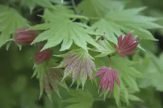 Acer shirasawanum ‘Moonrise’