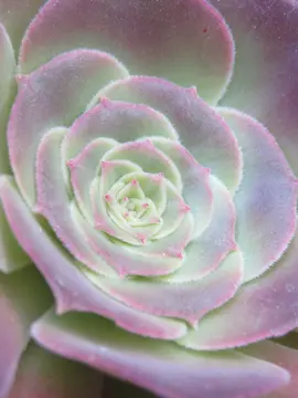 Aeonium aboreum 'Atropurpureum'