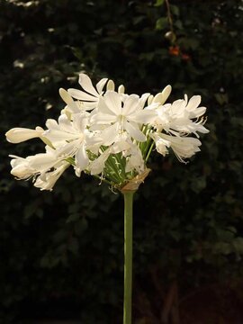 Agapanthus Fireworks