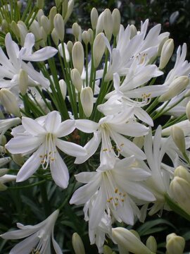 Agapanthus Growing Tips: Feed, Soil & Position for Spectacular Summer Displays