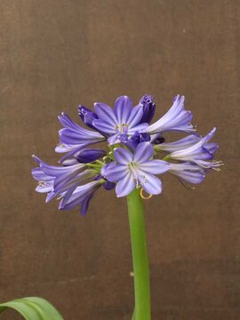 Agapanthus Poppin' Star 5L