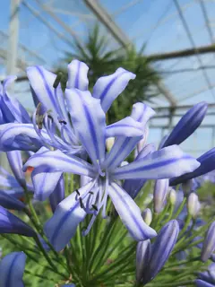 Agapanthus ‘Stargazer’